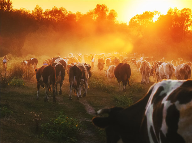 Agriculture Methane Monitoring